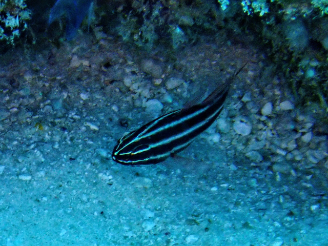 Click to View Blackstripe Cardinalfish<br><span style='font-size:12px'><i>Dave & Rose</i></span>