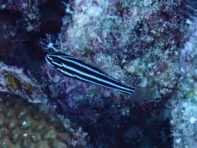 Blackstripe Cardinalfish<br><span style='font-size:12px'><i>Dave & Rose</i></span>