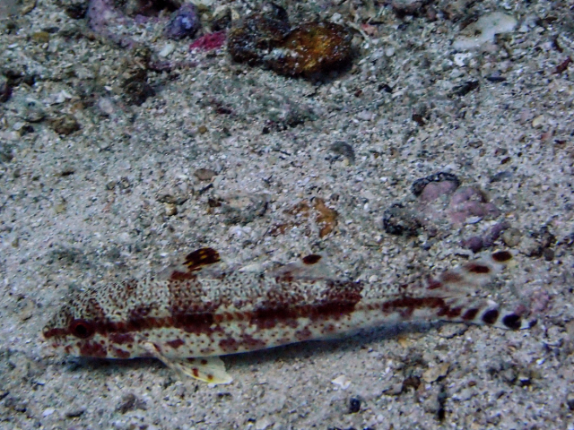 Click to View Blackstriped Goatfish<br><span style='font-size:12px'><i>Dave & Rose</i></span>