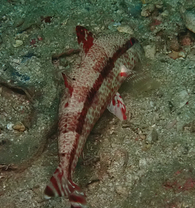 Click to View Blackstriped Goatfish<br><span style='font-size:12px'><i>Dave & Rose</i></span>