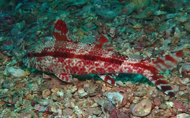 Click to View Blackstriped Goatfish<br><span style='font-size:12px'><i>Dave & Rose</i></span>