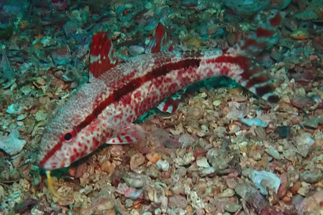 Click to View Blackstriped Goatfish<br><span style='font-size:12px'><i>Dave & Rose</i></span>