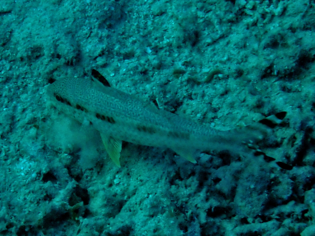 Blackstriped Goatfish<br><span style='font-size:12px'><i>Dave & Rose</i></span>