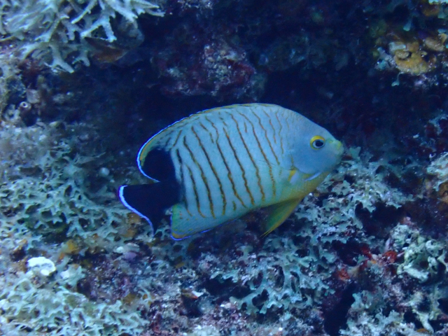 Click to View Blacktail Angelfish<br><span style='font-size:12px'><i>Dave & Rose</i></span>