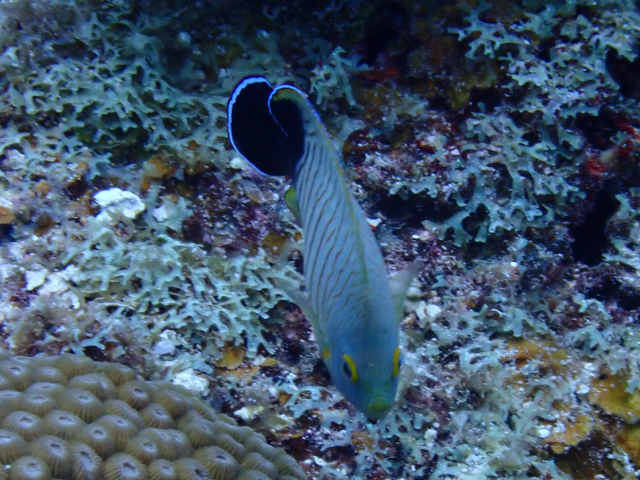 Click to View Blacktail Angelfish<br><span style='font-size:12px'><i>Dave & Rose</i></span>