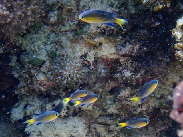 Click to View Blacktail Chromis<br><span style='font-size:12px'><i>Dave & Rose</i></span>