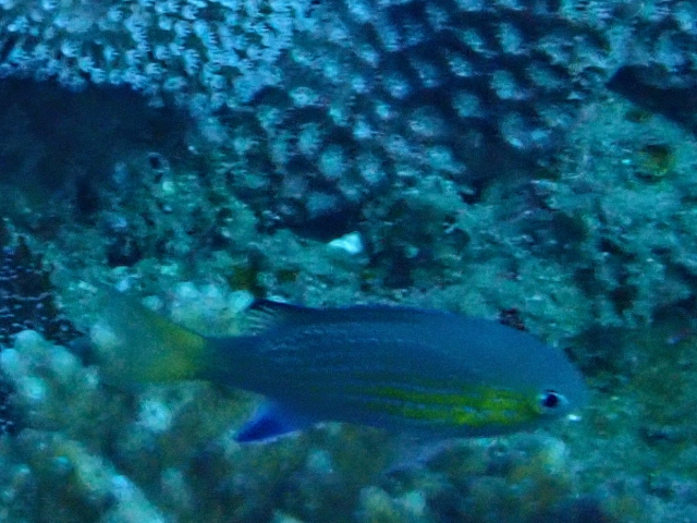 Click to View Blacktail Chromis<br><span style='font-size:12px'><i>Dave & Rose</i></span>