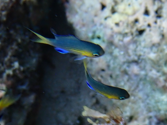 Click to View Blacktail Chromis<br><span style='font-size:12px'><i>Dave & Rose</i></span>