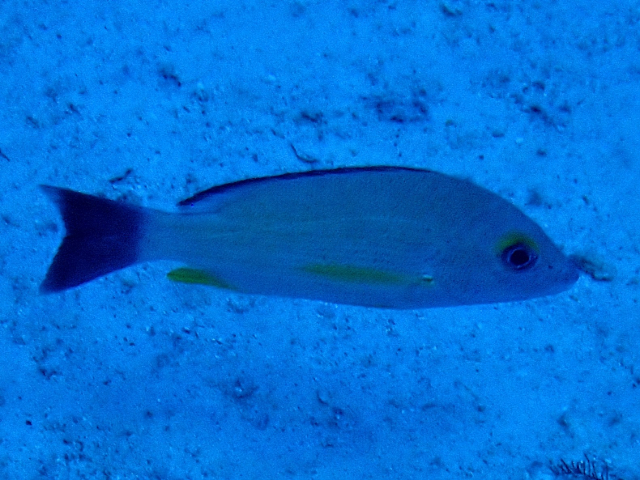 Click to View Blacktail Snapper<br><span style='font-size:12px'><i>Dave & Rose</i></span>