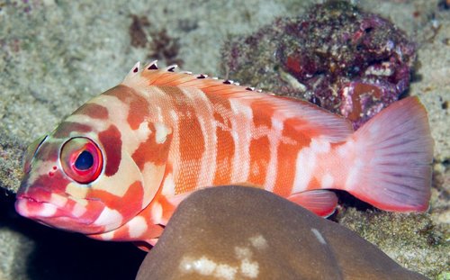 Click to View Blacktip Grouper<br><span style='font-size:12px'><i>iNaturalist</i></span>