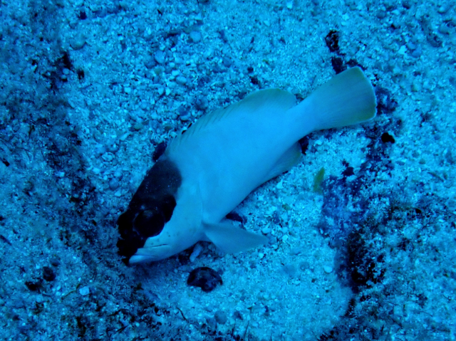 Click to View Blacktip Grouper<br><span style='font-size:12px'><i>Dave & Rose</i></span>