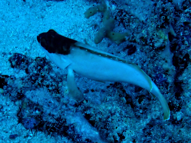 Click to View Blacktip Grouper<br><span style='font-size:12px'><i>Dave & Rose</i></span>