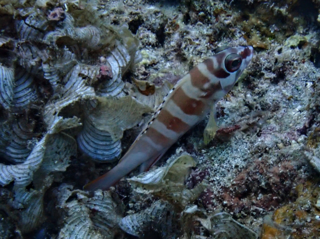 Blacktip Grouper Blacktip Grouper<br><span style='font-size:12px'><i>Dave & Rose</i>  Philippines  3rd May 2026</span>