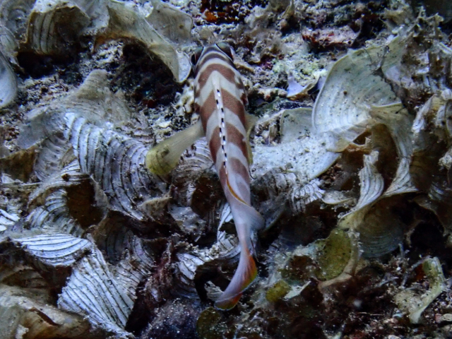 Click to View Blacktip Grouper<br><span style='font-size:12px'><i>Dave & Rose</i></span>