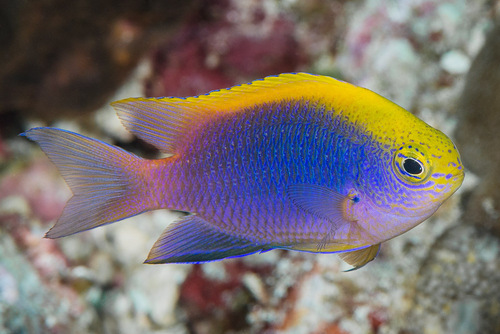 Click to View Bleeker's Damselfish<br><span style='font-size:12px'><i>iNaturalist</i></span>