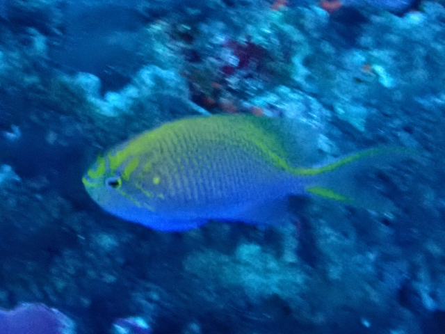 Click to View Bleeker's Damselfish<br><span style='font-size:12px'><i>Dave & Rose</i></span>