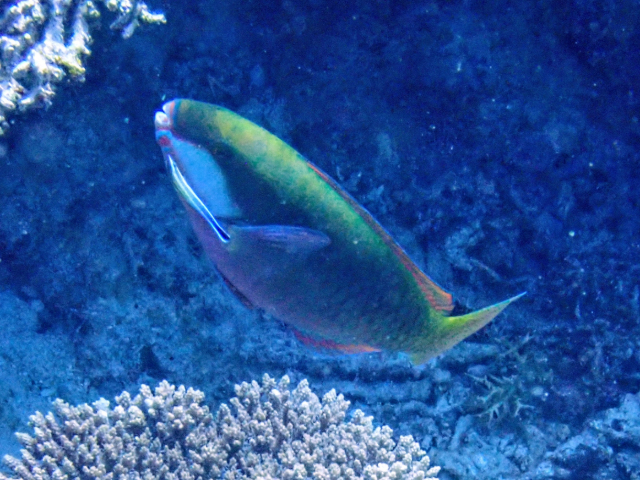 Bleeker's Parrotfish Bleeker's Parrotfish<br><span style='font-size:12px'><i>Dave & Rose</i>  Philippines  29th Apr 2026</span>