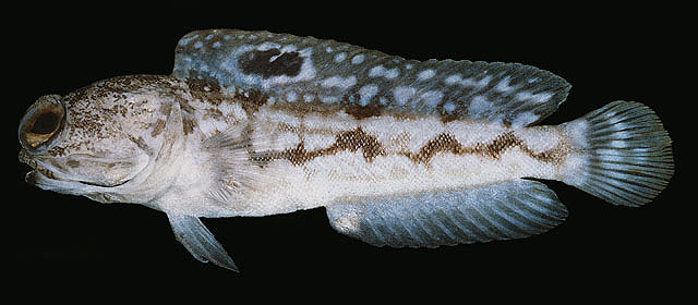 Click to View Blotched Jawfish<br><span style='font-size:12px'><i>Fishbase</i></span>