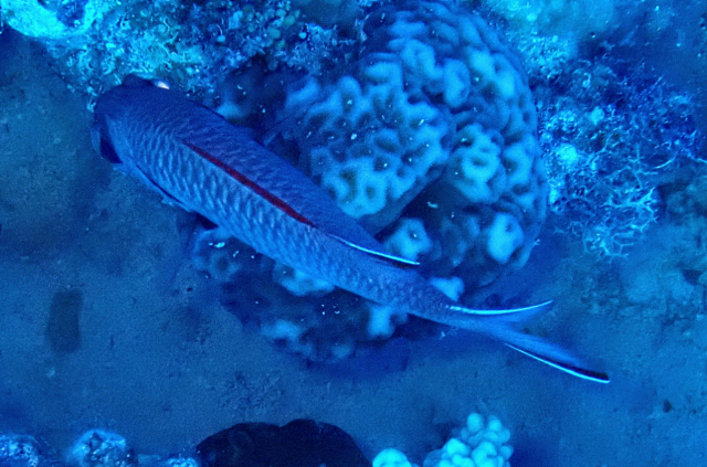 Click to View Blotcheye Soldierfish<br><span style='font-size:12px'><i>Dave & Rose</i></span>