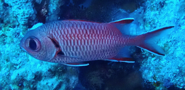 Click to View Blotcheye Soldierfish<br><span style='font-size:12px'><i>Dave & Rose</i></span>