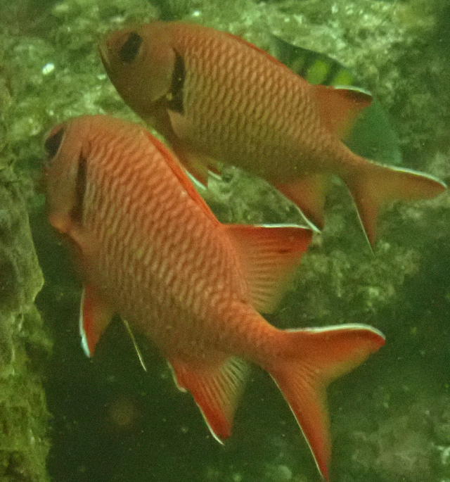 Click to View Blotcheye Soldierfish<br><span style='font-size:12px'><i>Dave & Rose</i></span>