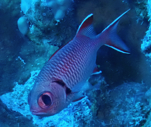 Click to View Blotcheye Soldierfish<br><span style='font-size:12px'><i>Dave & Rose</i></span>