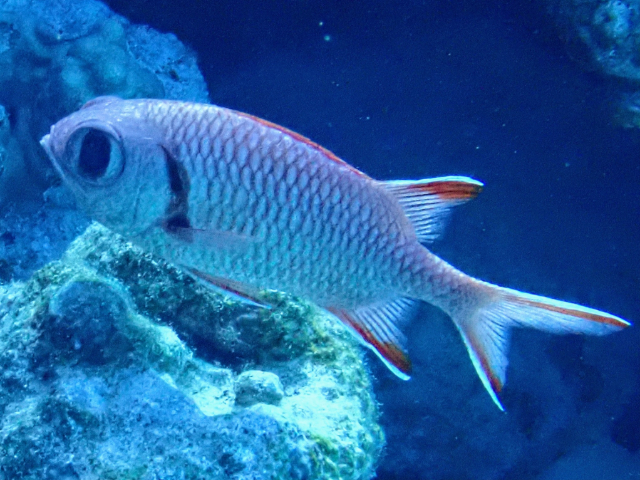 Click to View Blotcheye Soldierfish<br><span style='font-size:12px'><i>Dave & Rose</i></span>