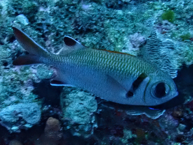 Click to View Pearly Soldierfish<br><span style='font-size:12px'><i>Dave & Rose</i></span>