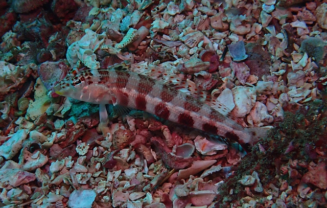 Click to View Blotchy Shrimpgoby<br><span style='font-size:12px'><i>Dave & Rose</i></span>