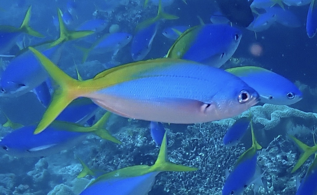 Click to View Blue-and-yellow Fusilier<br><span style='font-size:12px'><i>iNaturalist</i></span>