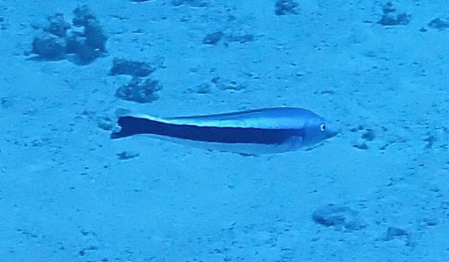 Click to View Blue Blanquillo<br><span style='font-size:12px'><i>Dave & Rose</i></span>