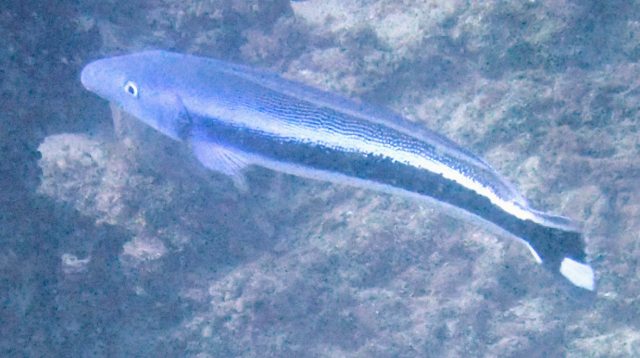 Click to View Blue Blanquillo<br><span style='font-size:12px'><i>Dave & Rose</i></span>