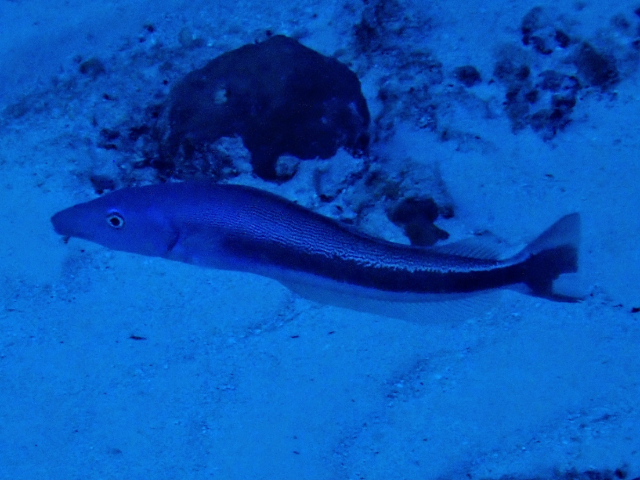 Click to View Blue Blanquillo<br><span style='font-size:12px'><i>Dave & Rose</i></span>