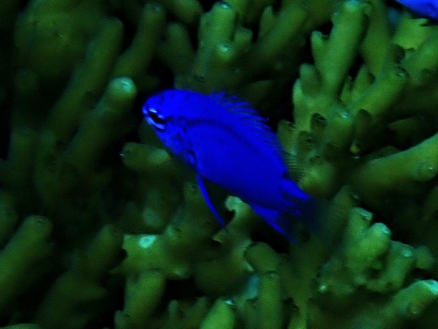 Blue Demoiselle<br><span style='font-size:12px'><i>Dave & Rose</i>&nbsp&nbspPhilippines&nbsp&nbsp26th Apr 2026</span>