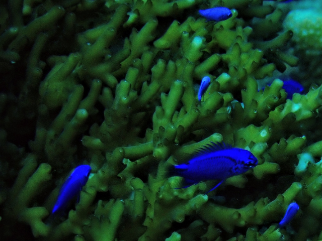 Blue Demoiselle<br><span style='font-size:12px'><i>Dave & Rose</i></span>