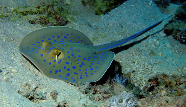 Click to View Blue-spotted Stingray<br><span style='font-size:12px'><i>Fishbase</i></span>