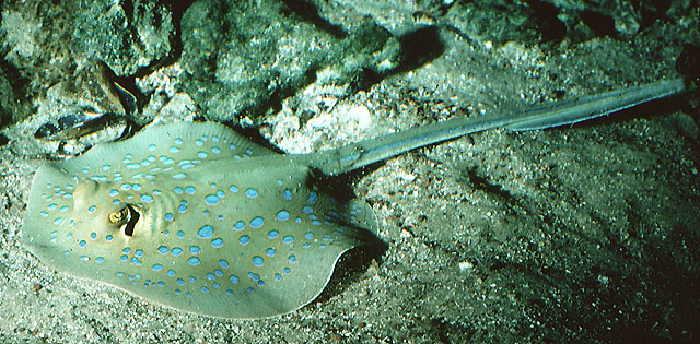 Click to View Blue-spotted Stingray<br><span style='font-size:12px'><i>Fishbase</i></span>