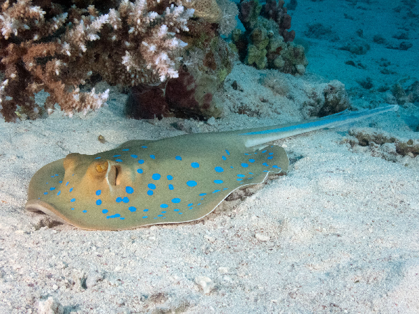 Click to View Blue-spotted Stingray<br><span style='font-size:12px'><i>Fishbase</i></span>