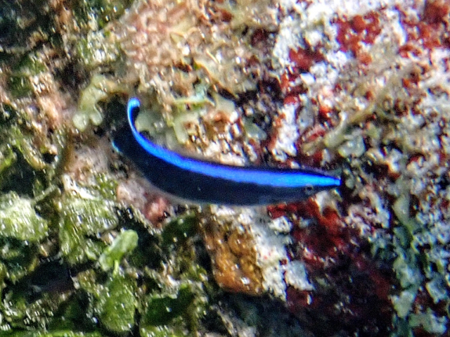 Click to View Blue Streak Cleaner Wrasse - juv<br><span style='font-size:12px'><i>Dave & Rose</i></span>
