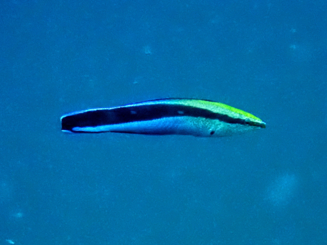Blue Streak Cleaner Wrasse<br><span style='font-size:12px'><i>Dave & Rose</i>&nbsp&nbspPhilippines&nbsp&nbsp27th Apr 2026</span>