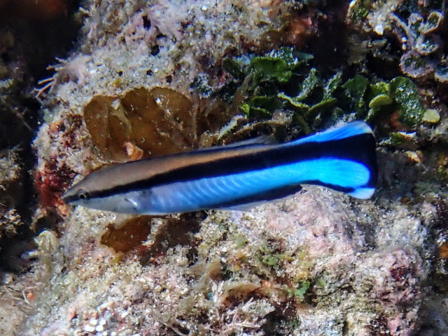 Click to View Blue Streak Cleaner Wrasse<br><span style='font-size:12px'><i>Dave & Rose</i></span>