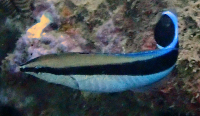 Click to View Blue Streak Cleaner Wrasse<br><span style='font-size:12px'><i>Dave & Rose</i></span>