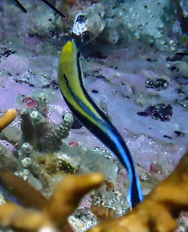 Click to View Blue Streak Cleaner Wrasse<br><span style='font-size:12px'><i>Dave & Rose</i></span>