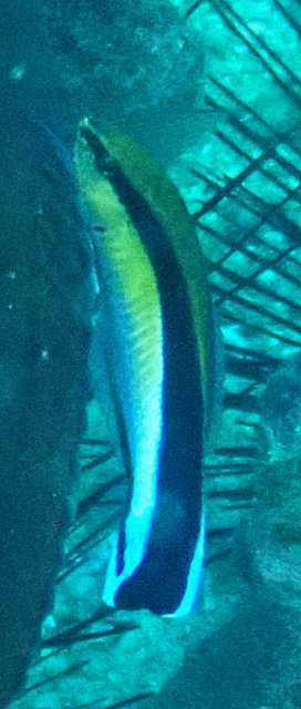 Click to View Blue Streak Cleaner Wrasse<br><span style='font-size:12px'><i>Dave & Rose</i></span>