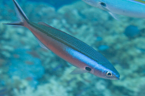 Click to View Blue Streak Fusilier<br><span style='font-size:12px'><i>iNaturalist</i></span>