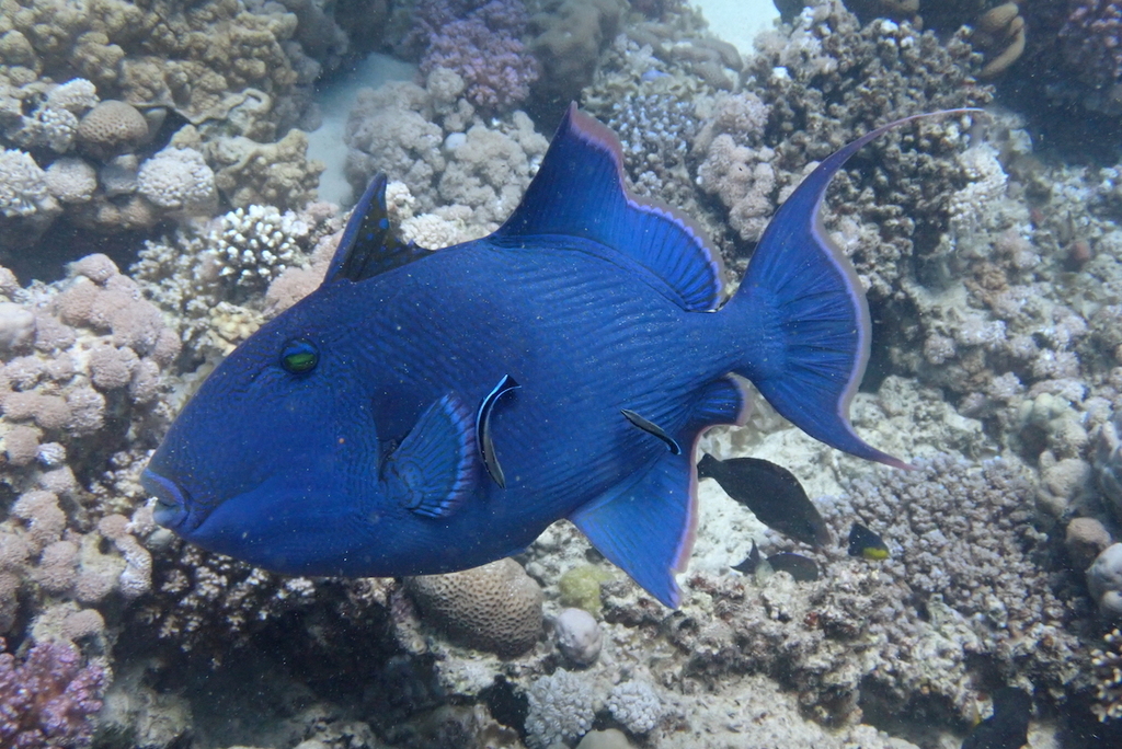 Click to View Blue Triggerfish<br><span style='font-size:12px'><i>iNaturalist</i></span>