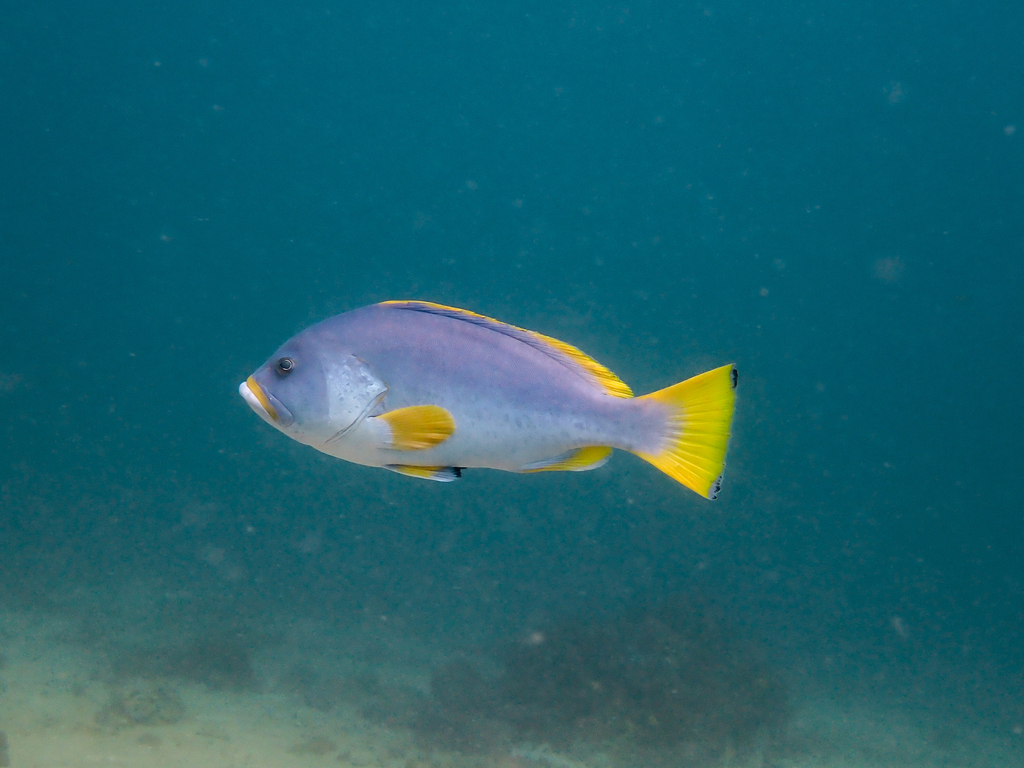 Click to View Blue-and-yellow Grouper<br><span style='font-size:12px'><i>iNaturalist</i></span>