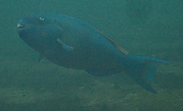 Click to View Bluebarred Parrotfish<br><span style='font-size:12px'><i>Dave & Rose</i></span>