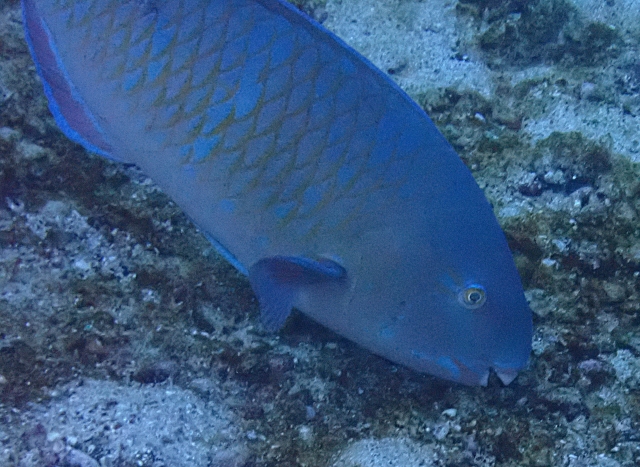 Click to View Bluebarred Parrotfish<br><span style='font-size:12px'><i>Dave & Rose</i></span>