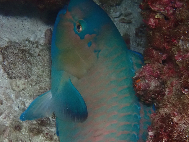 Click to View Bluebarred Parrotfish<br><span style='font-size:12px'><i>Dave & Rose</i></span>